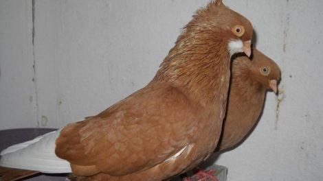 highflyer pigeons