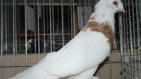 trumpeter pigeons - lathuanian