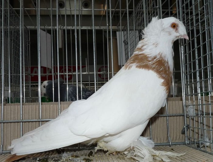 trumpeter pigeons - lathuanian