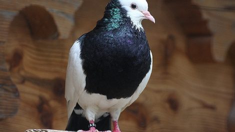cropper pigeons - pouter