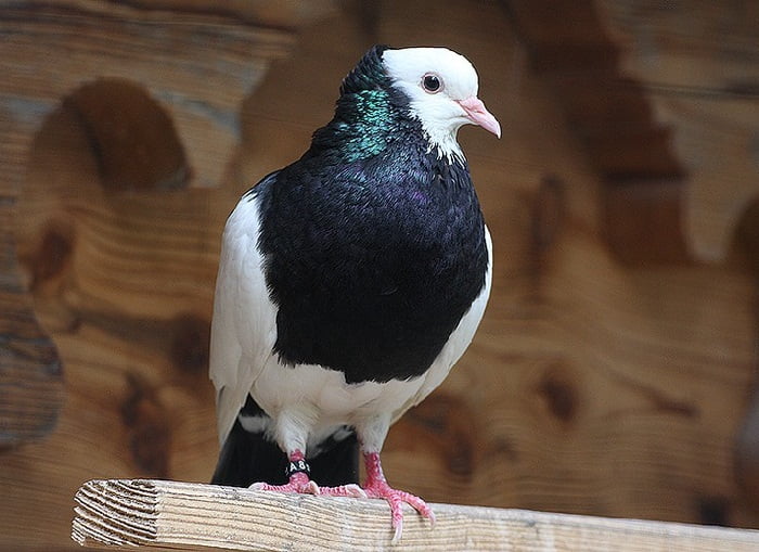 cropper pigeons - pouter