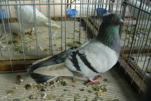 tumbler pigeons - hungarian