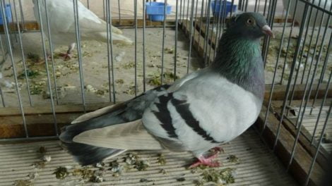 tumbler pigeons - hungarian