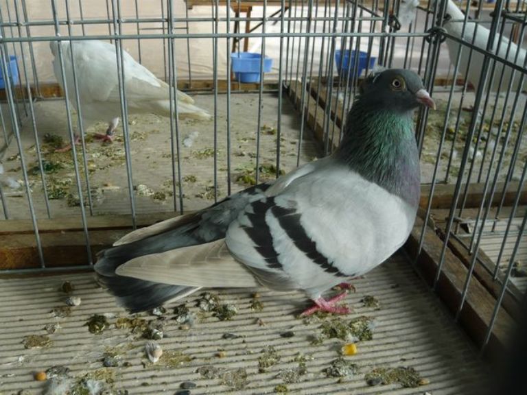 tumbler pigeons - hungarian