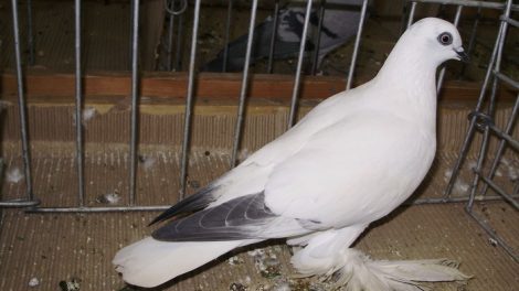 tümmler tauben
