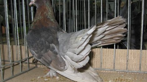roller pigeons
