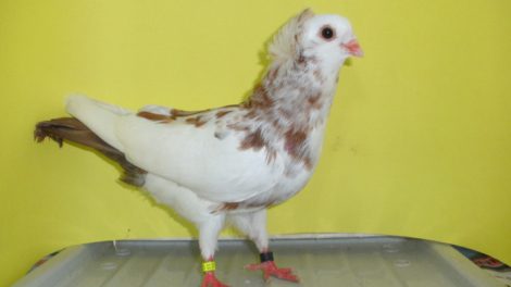 jucator - acka -ro