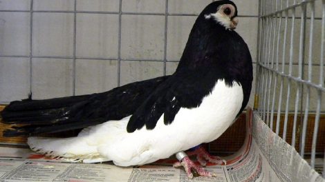 russian pigeosn