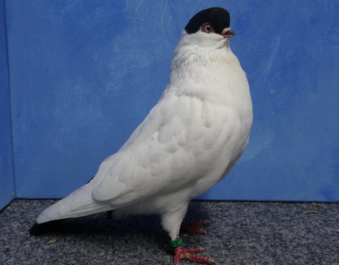 Pigeon-calotte