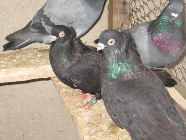 timok -serbian - pigeons