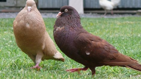 pouter pigeons - colorful pigeons