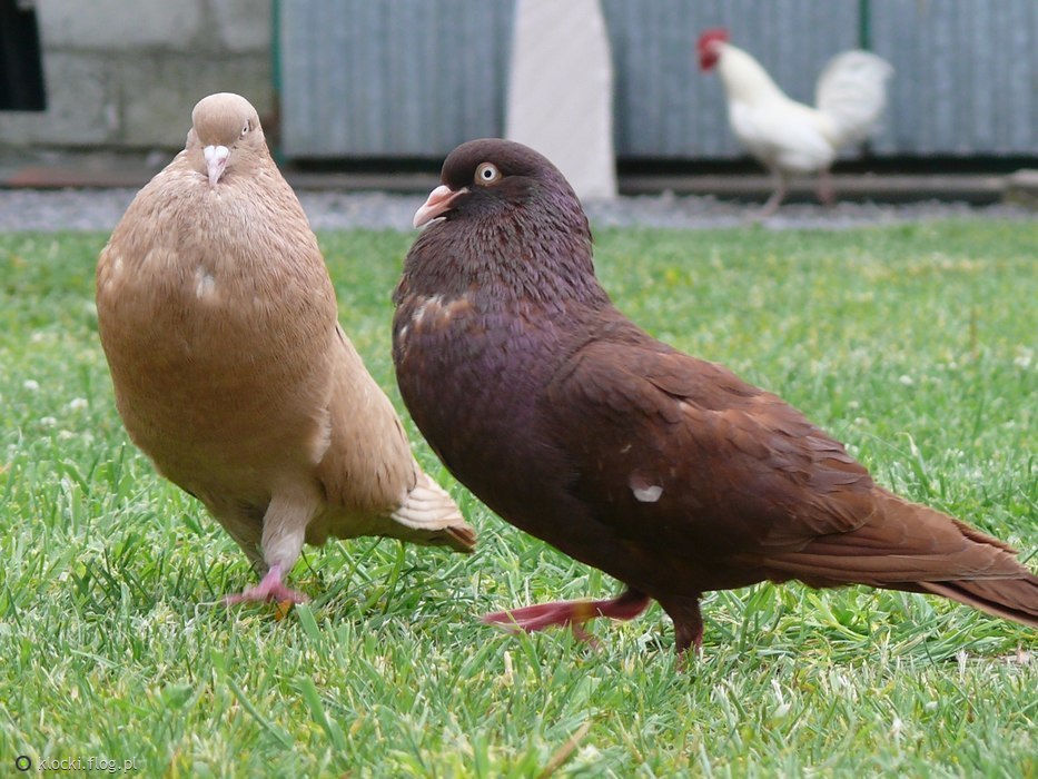 pouter pigeons - colorful pigeons