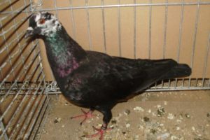 german colour pigeons