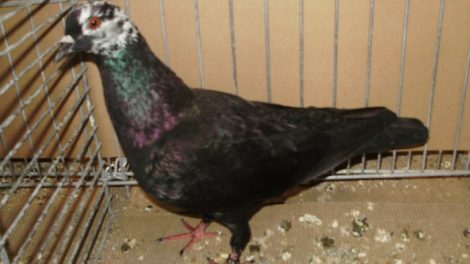german colour pigeons