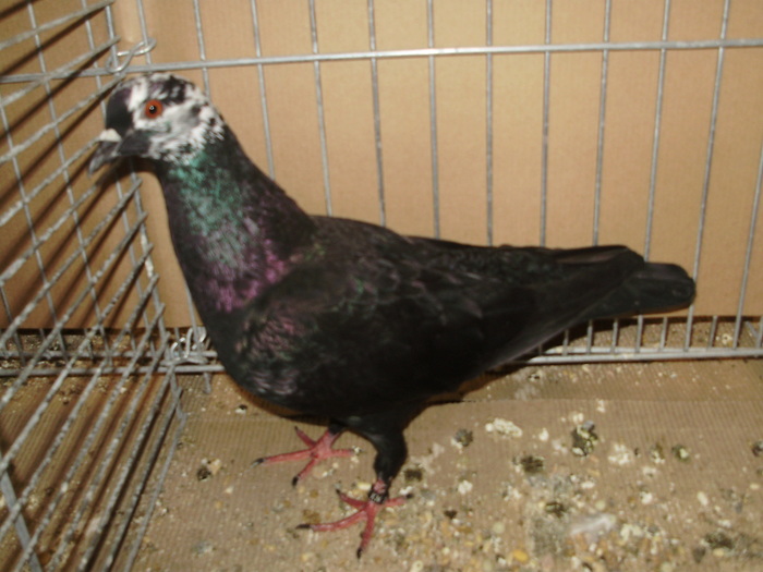 german colour pigeons