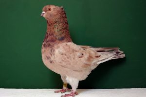 crested pigeons - american - hen