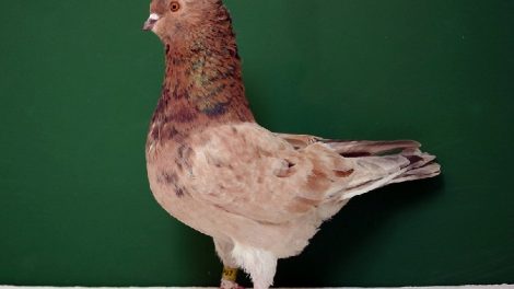 crested pigeons - american - hen