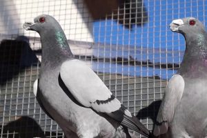 dragon- wattle pigeons