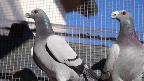 dragon- wattle pigeons