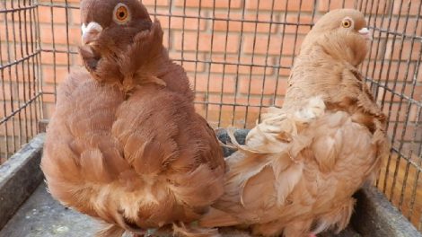 group name pigeons -owl