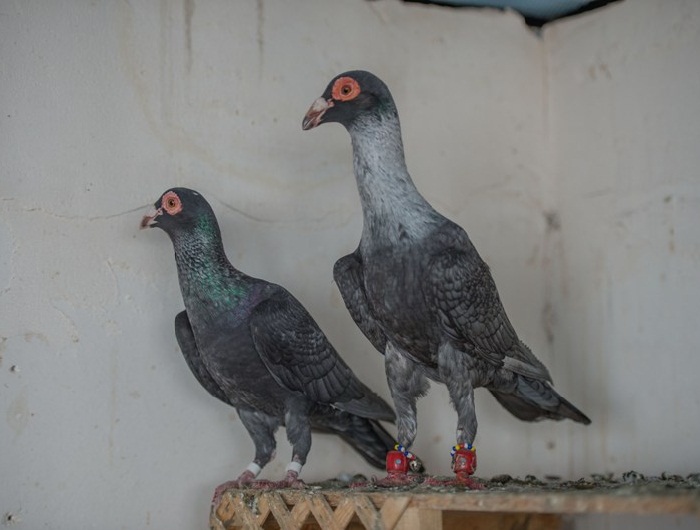 ispir turkish pigeons