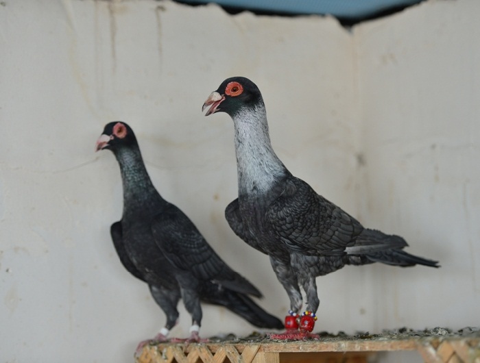 ispir pigeons