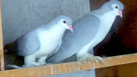 lahore - form - indian breeds