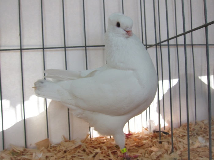 american pigeons