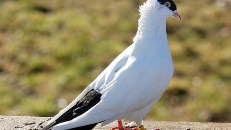 farbentauben