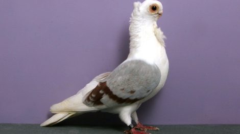 polish owl pigeons
