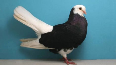 roller pigeons
