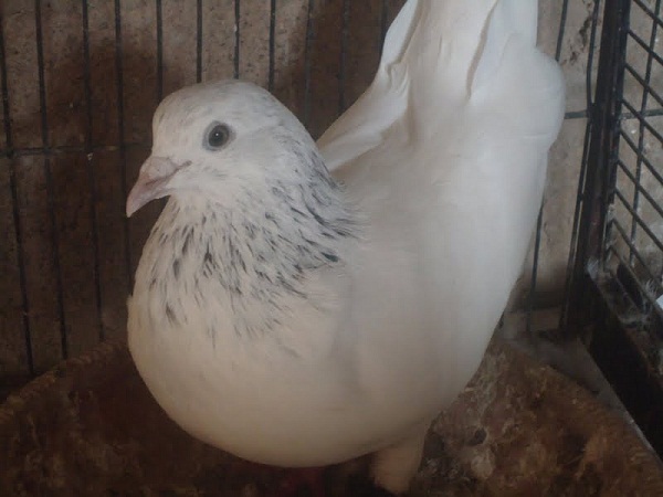 Bhonchali-Kabootar - pigeons