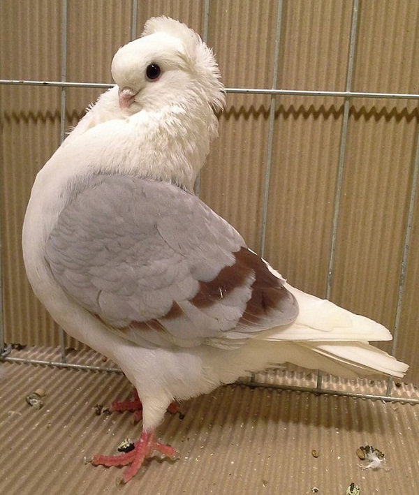 pigeons Cravaté
