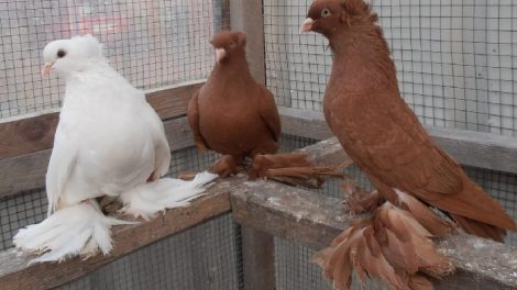 bird-golubi-tumbling