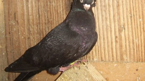 dubica pigeons