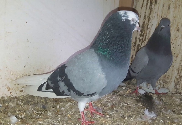 pakistani pigeons