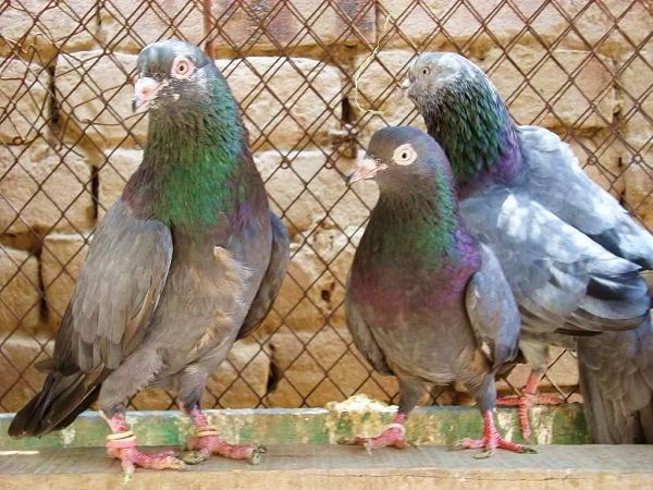 indian pigeons- pigeons names