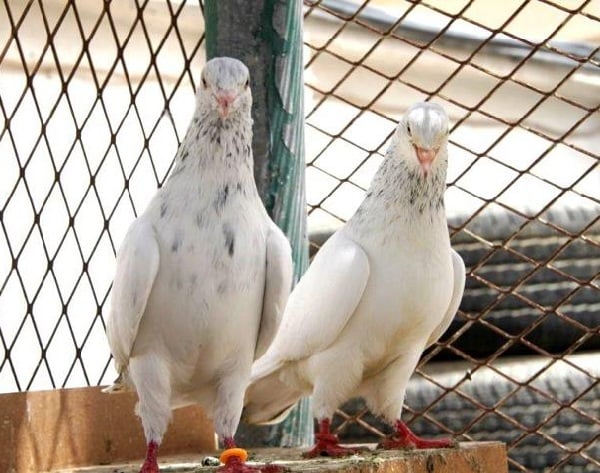 fancy pigeons names