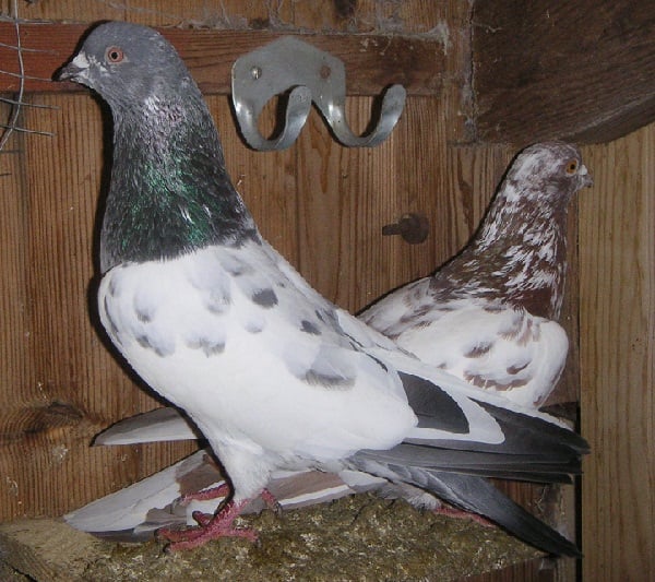 ρατσες περιστεριων