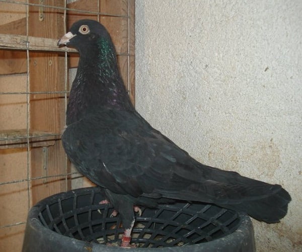 ஆன்ட்வெர்ப் சுமெர்லி