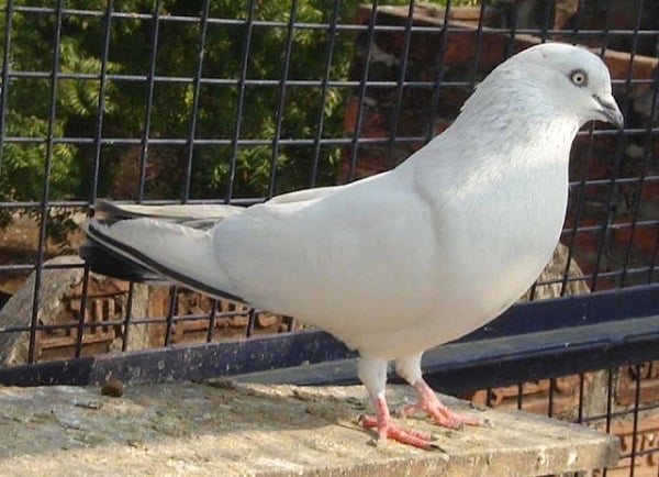 homing pigeons