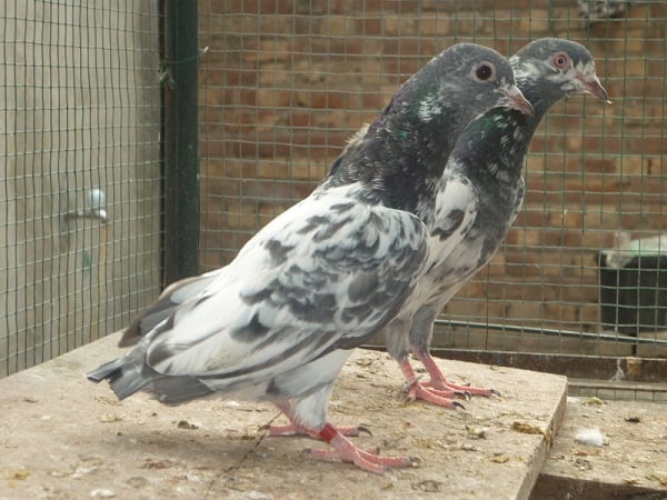 giribaz pigeon