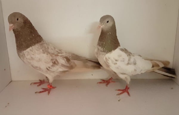 khatang pigeon