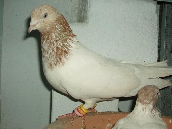 কবুতর ছবি