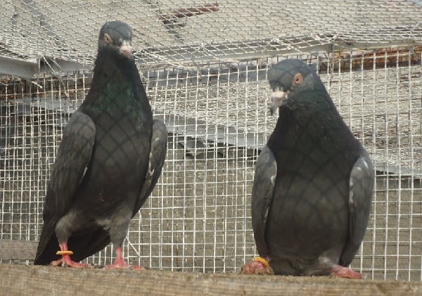 pigeon pics with names - madrasi kabutar