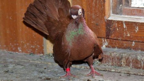 tumbler pigeons - bulgarian