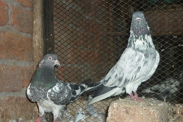 white and grey pigeon