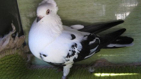 breeds - pigeons - roman