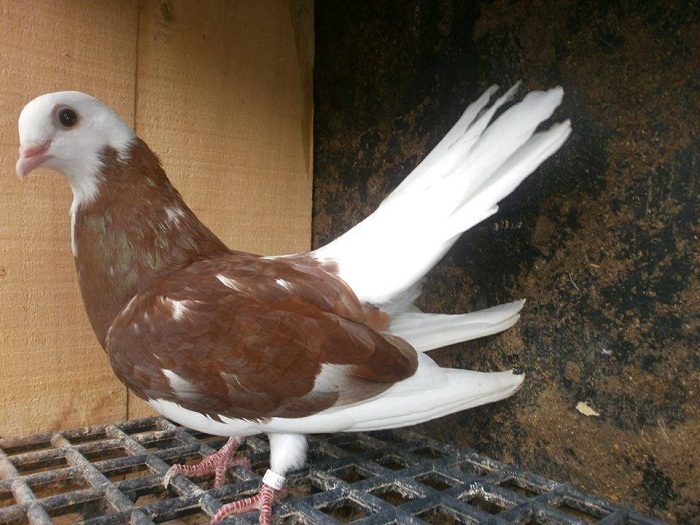 pigeons Rouleur