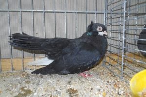 black pigeons - tumbler pigeons